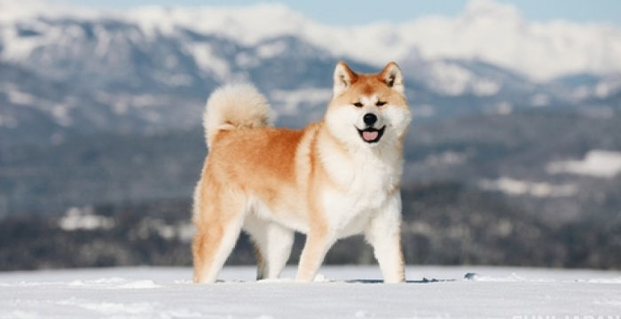 Most Expensive Dog in the World - Akita