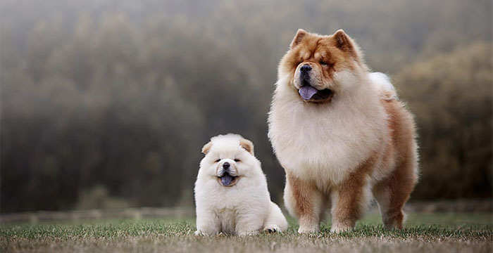 Most Expensive Dog in the World - Chow Chow