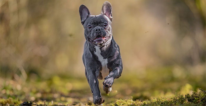 Most Expensive Dog in the World - French Bulldog