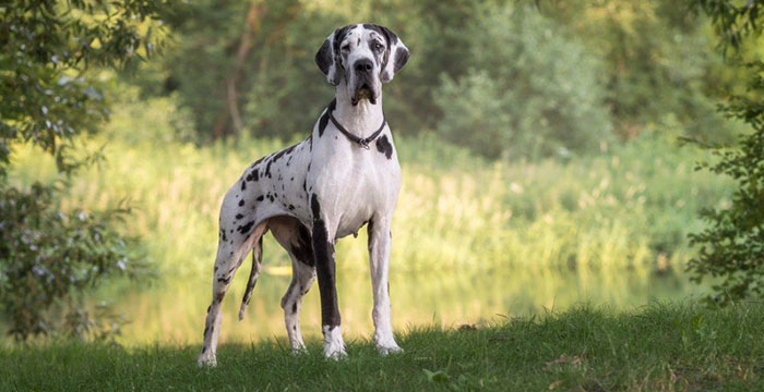 Most Expensive Dog in the World - Great Dane