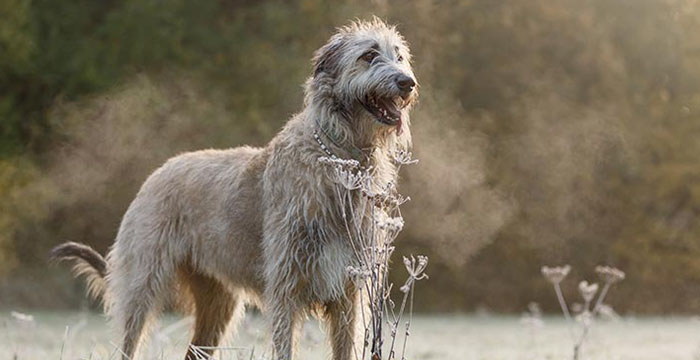 Most Expensive Dog in the World - Irish Wolfhound