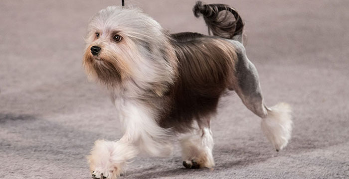 Most Expensive Dog in the World - Lowchen
