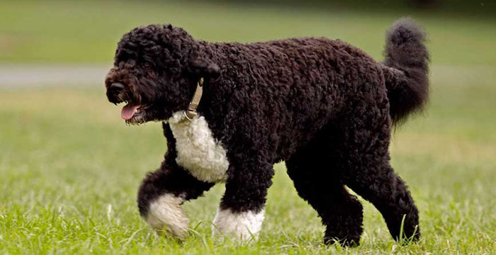 Most Expensive Dog in the World - Portuguese Water Dog