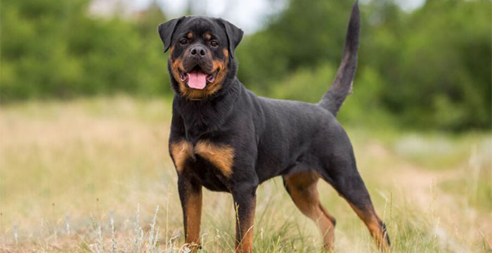 Most Expensive Dog in the World - Rottweilers