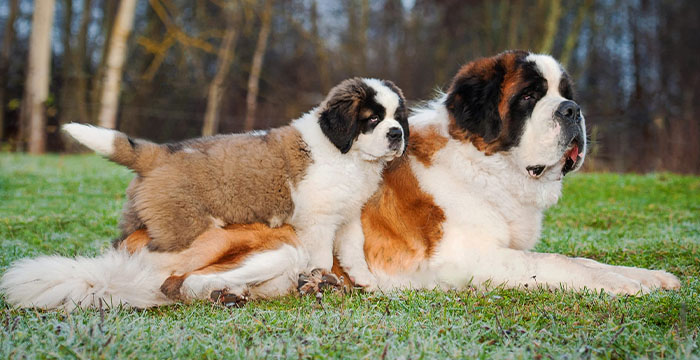 10 Most Expensive Dog breeds in the World