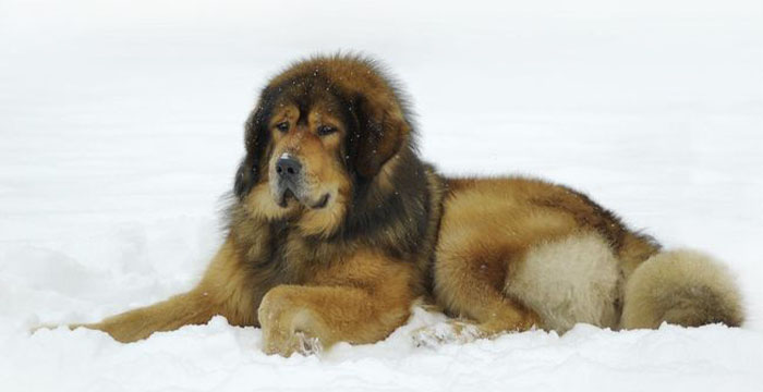 Most Expensive Dog in the World - Tibetan Mastiff