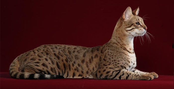 Most Expensive Cats In The World - Allerca Hypoallergenic Cat