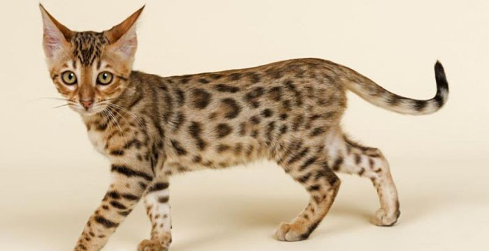 Most Expensive Cats In The World - Ashera