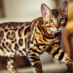 Most Expensive Cats In The World - Bengal Cat