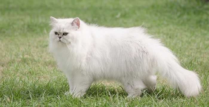 Most Expensive Cats In The World - Persian Cat