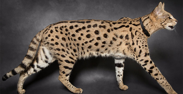 Most Expensive Cats In The World - Savannah