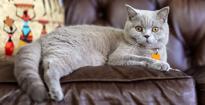 Most Expensive Cats in the World - British Short Hair
