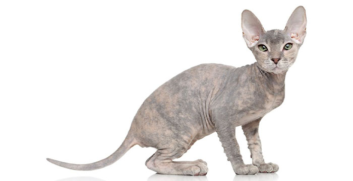 Most Expensive Cats in the World - Peterbald