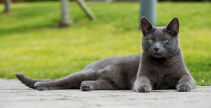 Most Expensive Cats in the World - Russian Blue