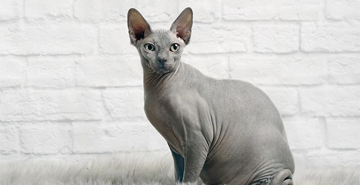 Most Expensive Cats in the World - Sphynx