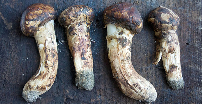 Most Expensive Food in the world - Matt take Or Matsutake Mushrooms