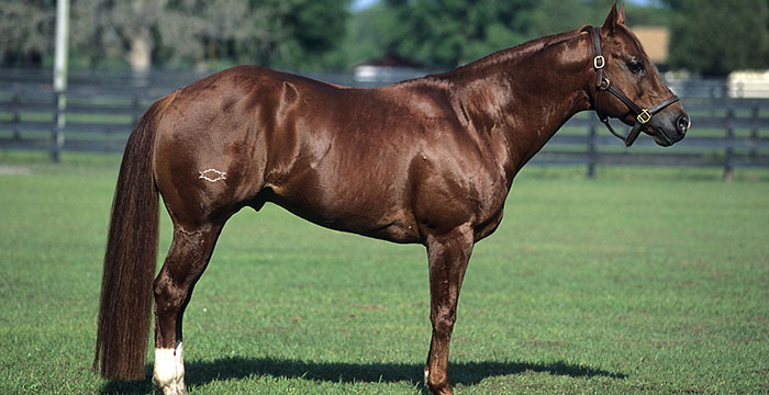 Most Expensive Horse in the World - American Quarter Horses