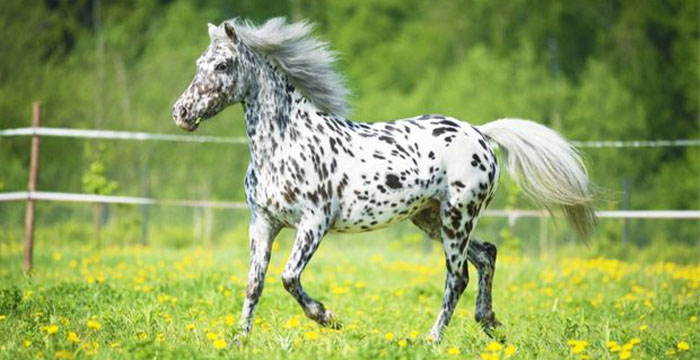 Most Expensive Horse in the World - Appaloosas