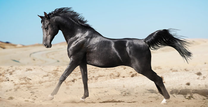 Most Expensive Horse in the World - Arabian Horses