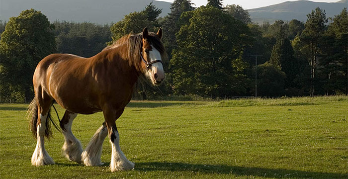 Most Expensive Horse in the World - Clydesdale Horses