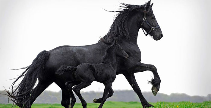 Most Expensive Horse in the World - Friesian Horses
