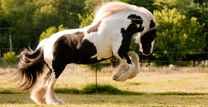 Most Expensive Horse in the World - Gypsy Vanner Horses