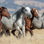 Most Expensive Horse in the World - Mustangs