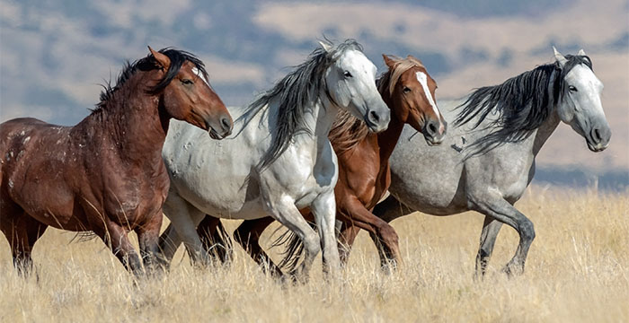 Most Expensive Horse in the World - Mustangs