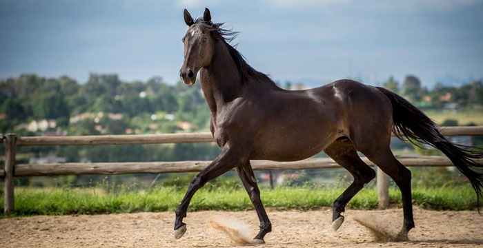 Most Expensive Horse in the World - Thoroughbreds