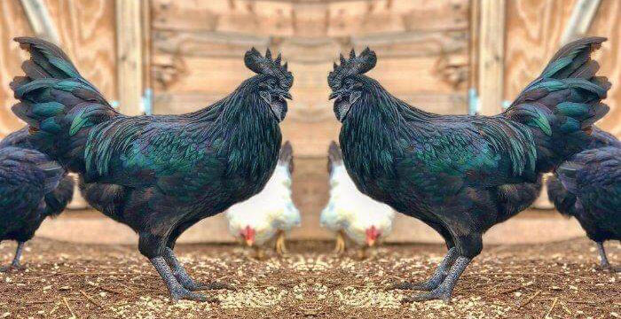 Most expensive bird in the world - Ayam Cemani Chicken