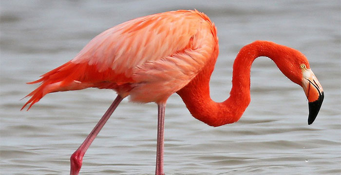 Most expensive bird in the world - Flamingos