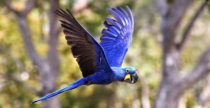 Most expensive bird in the world - Hyacinth Macaw