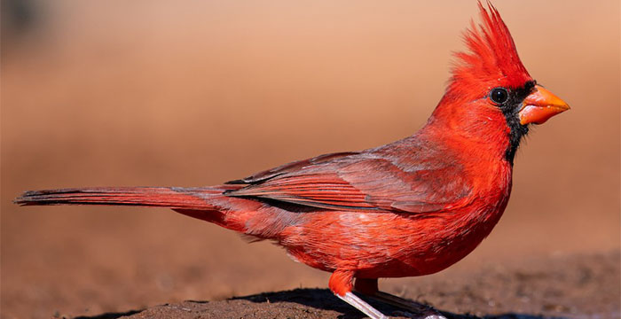 Most expensive bird in the world - Northern Cardinal