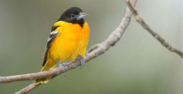 Most expensive bird in the world - Northern Oriole