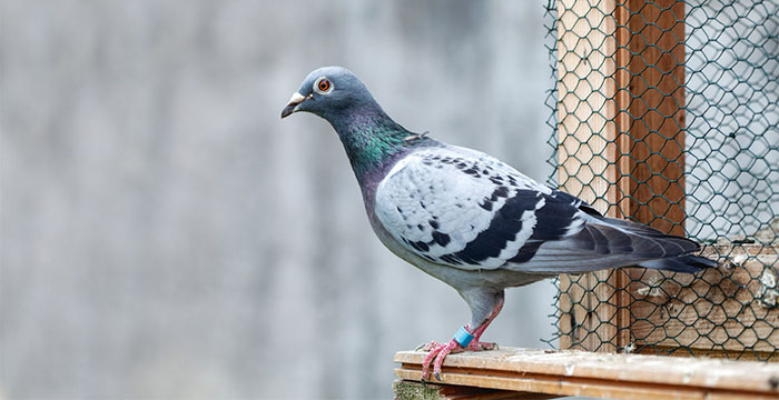 Most expensive bird in the world - Racing Pigeons