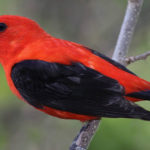 Most expensive bird in the world - Scarlet Tanager
