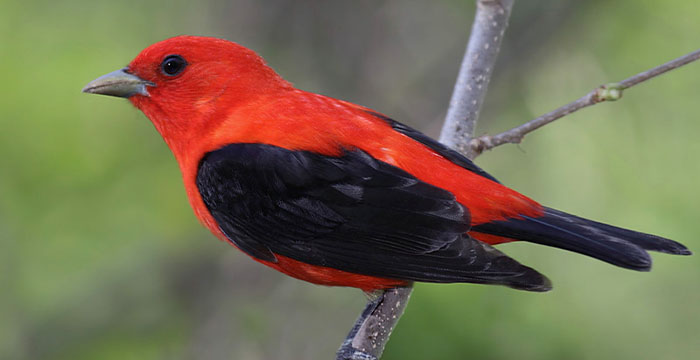 Most expensive bird in the world - Scarlet Tanager