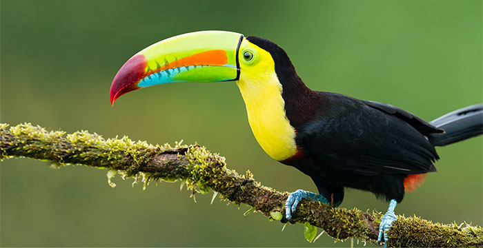 Most expensive bird in the world - Toucan
