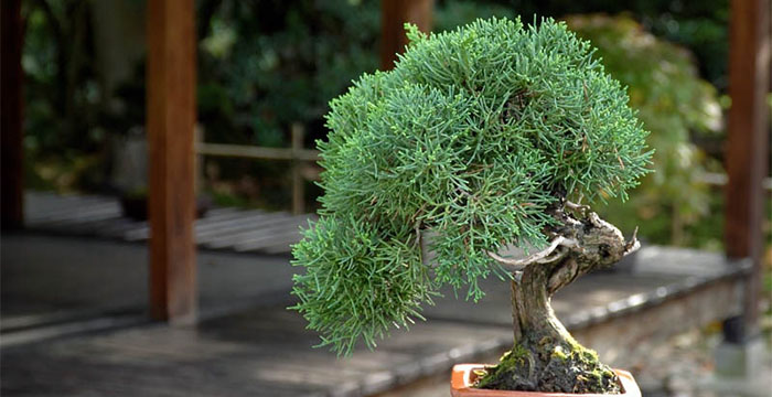 10 Most Expensive Bonsai Tree in the World