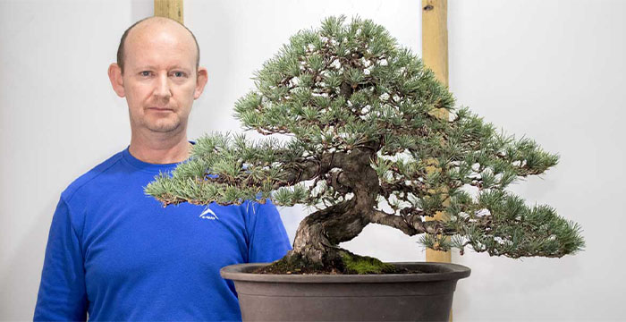 White Pine from Japan