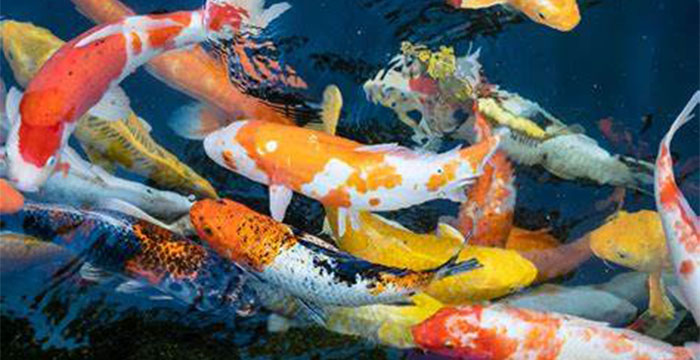 Most Expensive Koi Fish in the World